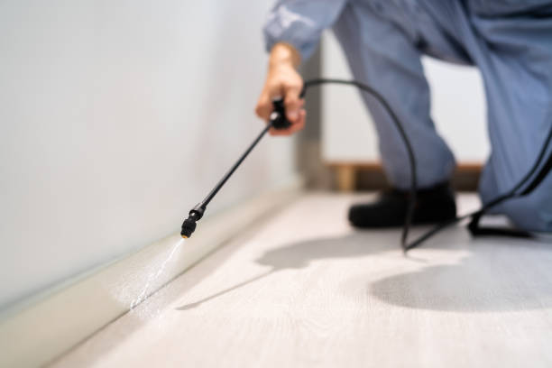 Licensed Wasp Removal service in Wintersville, OH - Show Me Pest Control
